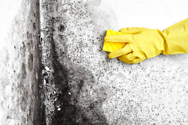 Best Certified Mold Removal  in Barboursville, WV