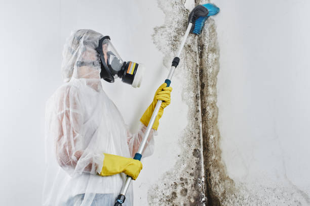 Best Home Mold Removal  in Barboursville, WV
