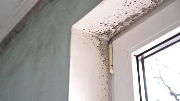 Best Professional Mold Removal  in Barboursville, WV