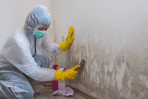 Best Toxic Mold Removal  in Barboursville, WV