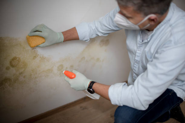 Best Mold Removal Specialists  in Barboursville, WV
