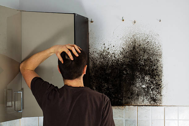 Best Black Mold Removal  in Barboursville, WV