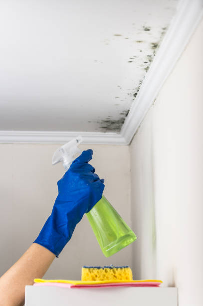 Best Affordable Mold Removal  in Barboursville, WV
