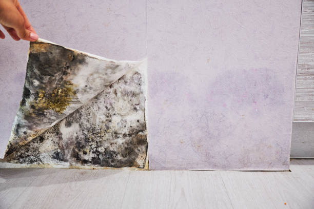 Best Residential Mold Removal  in Barboursville, WV